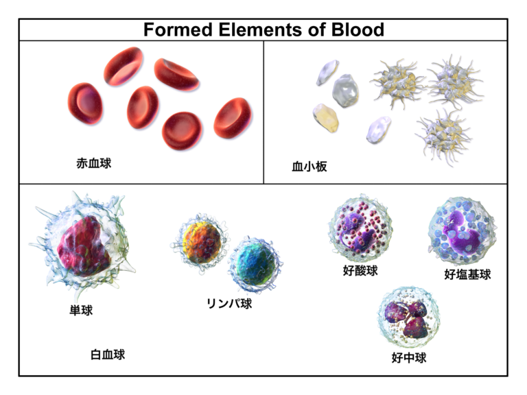 白血球 と 血小板 の 関係