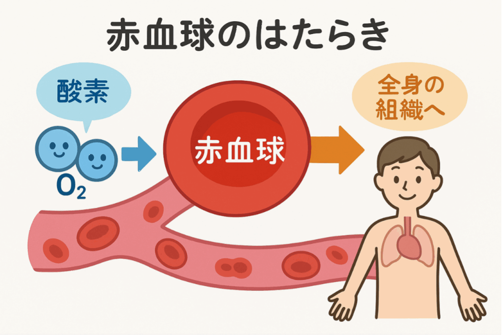 赤血球の働き：赤血球内のヘモグロビンが酸素と結合し、全身の組織に酸素を運搬する働きがある。